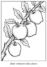 Apple Coloring Pages – 100+ Free Printable Worksheets